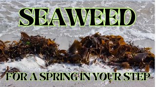 Seaweed  For a Spring in Your Step