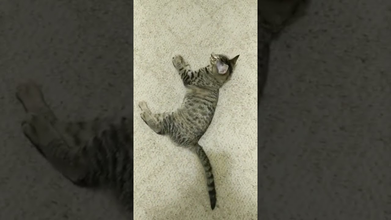 SCRAWL and SQUIGGLE New Home