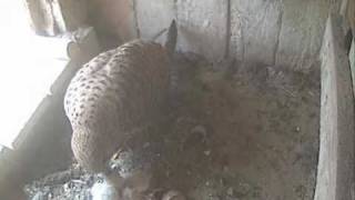 Turmfalkenküken Schlüpfen