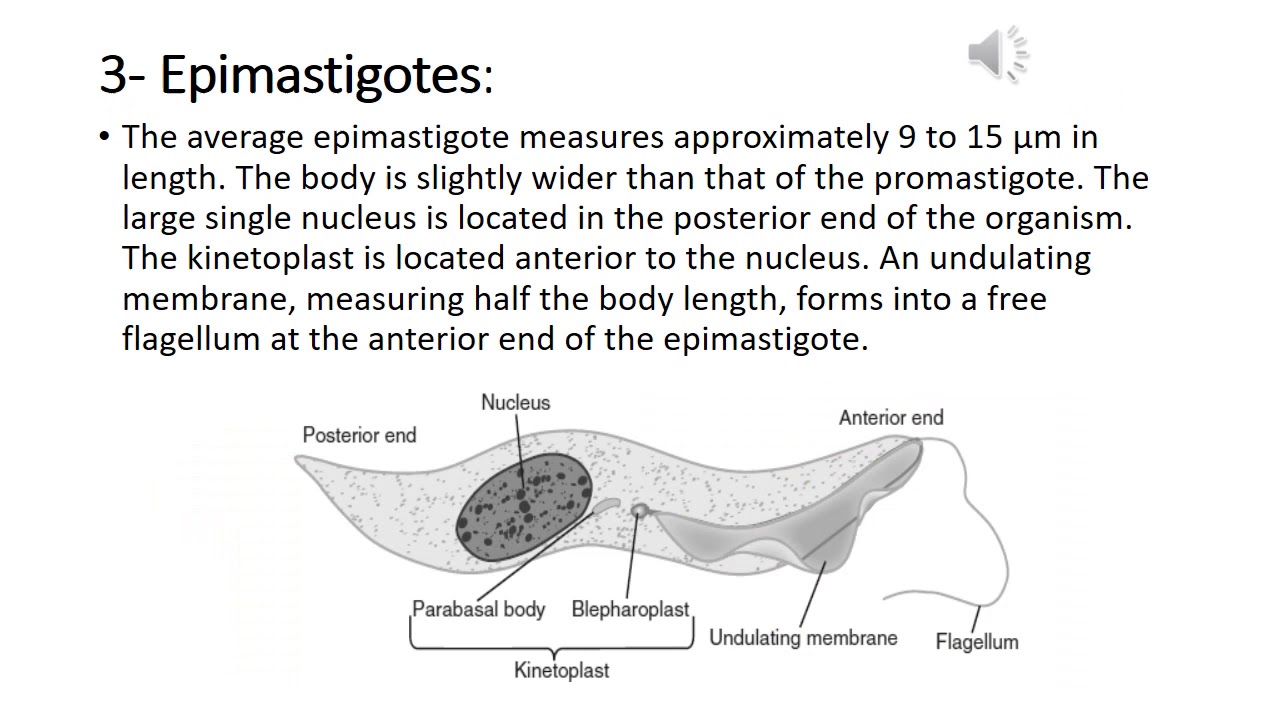 Protozoan Parasitology: Lec.4- Subphylum: flagellates- Hemoflagellates