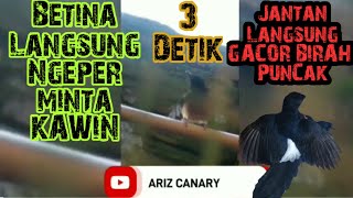 Ngeriwik suara buat murai batu cepat langsung kawin cepat bertelor dan murai jantan langsung gacor