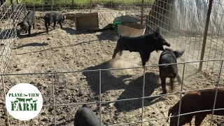 Weaning Pigs - Why Are These Piglets Fighting?