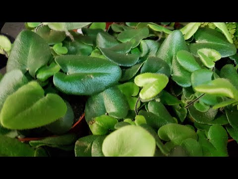 Видео: 5 най-ефектни стайни растения с големи листа. Alokazia, Afelandra, Medinilla, Monstera, Platiterium. Домашни грижи. Снимка - Страница 3 от 6