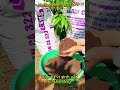 Phân hữu cơ vi sinh đạm cá 322 chính là giải pháp phục hồi đất, nuôi cây bền vững!