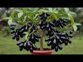 How to propagate Java plums trees from cuttings || grow Java plums trees cutting
