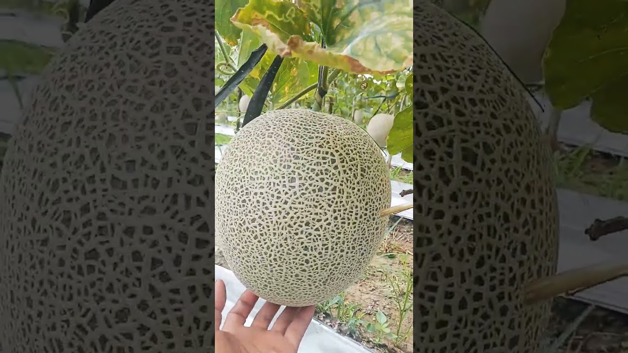 Panen buah melon kawan Bersama bapak camat dan ibu vera ppl... 