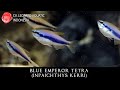 Inpaichthys kerri the popular blue emperor tetra leopard aquatic c063a