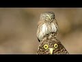 Воробьиный сыч - мелкая сова (Eurasian pygmy owl)
