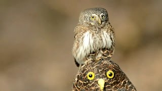 Воробьиный сыч - мелкая сова (Eurasian pygmy owl) Воробьиный сыч - мелкая сова (Eurasian pygmy owl)