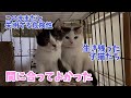 【62多頭崩壊組】子猫たちの目を何とかしたい