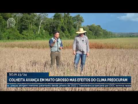 Mato Grosso tem 6,46% da área de soja já colhida | Canal Rural