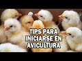 TIPS PARA INICIARSE EN AVICULTURA EXITOSA