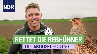 Runter von der roten Liste: die Rebhühner müssen gerettet werden | Die Nordreportage | NDR