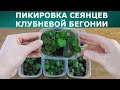 Пикировка сеянцев клубневой бегонии Нон-стоп, Сан Дансер и Лимитлесс