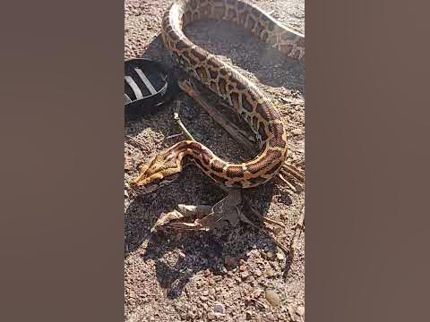 Burmese python handling tips and tricks - YouTube