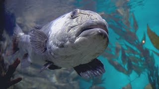 Facts: The Giant Sea Bass