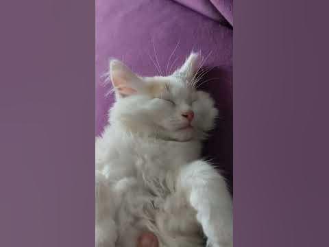 как спит 🥰 - YouTube