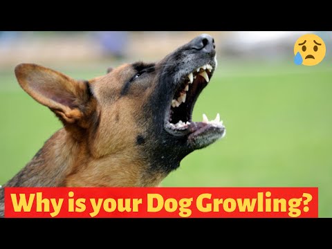 Video: How To Stop A Dog From Growling