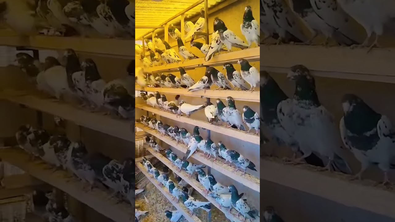 Teddy pigeons 👑😎🔥💯🕊️ || 