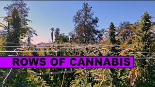 Rows of Cannabis Plants - LUMA California Farms