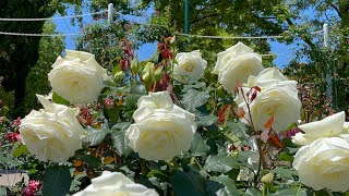 Rose garden Low - Angle screenshot 5