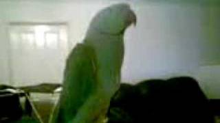 Talented Bird can dance and talk