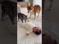 ﾈｯｺ「赤ちゃんおこしたろ(ﾌﾞｯ」ｲｯﾇ「ええ加減にせえ！」 #shorts
