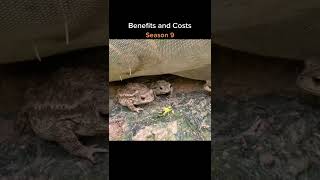 Frog Try To Eat Caterpillar,