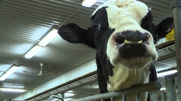 Semex Corporate Video