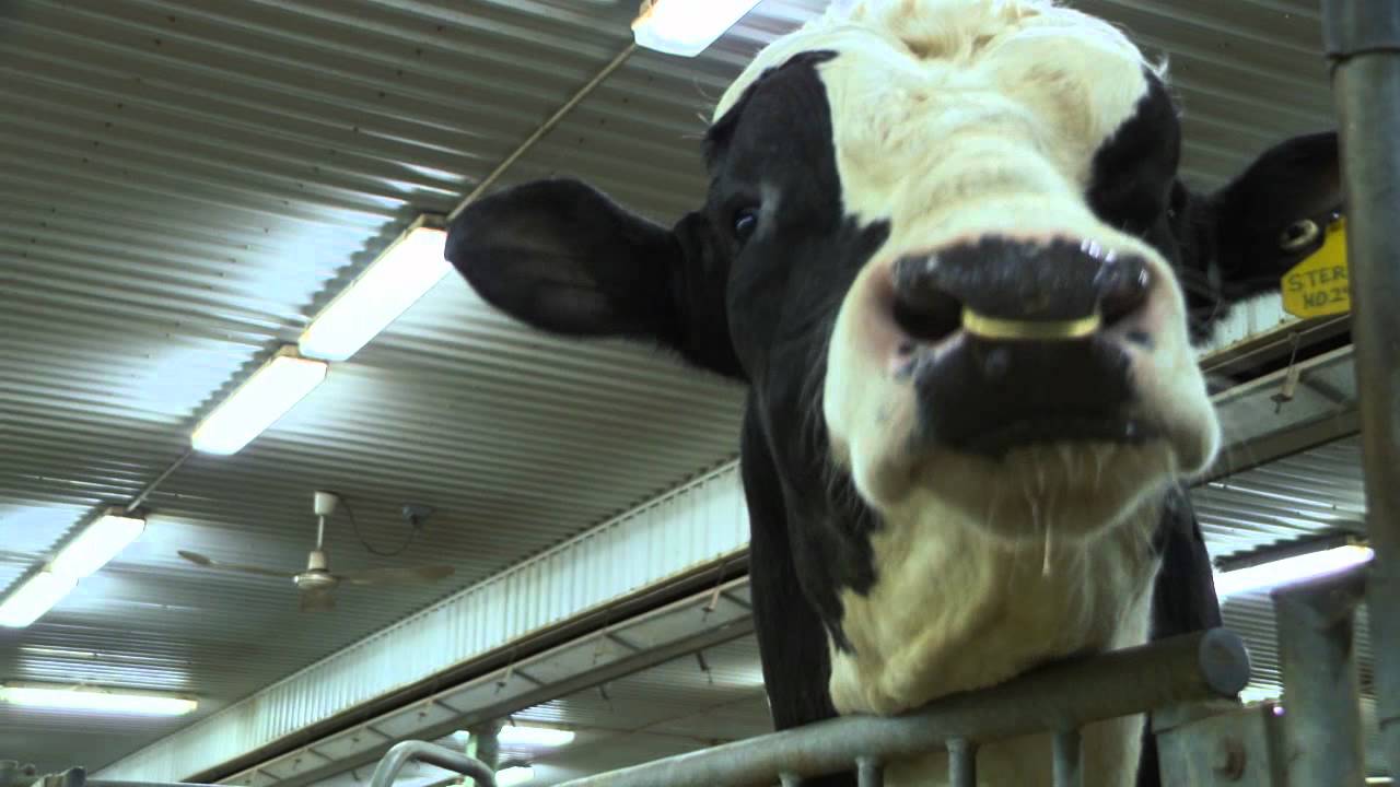 Semex Corporate Video