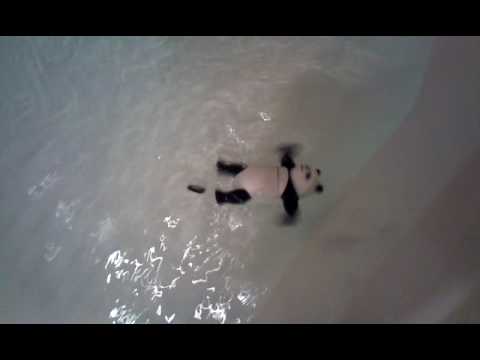 Can pandas swim?