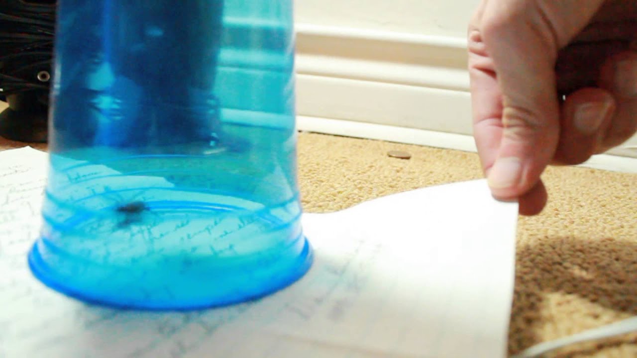 How I Handle Dirty Inturgent Spiders