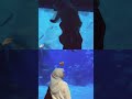 Jalan jalan #fypyoutube #jakartaaquarium #fypシ #jakartaselatan #main #dailyvlog