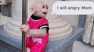 Best moments of Baby Monkey SUGAR Growing Up Healthy, Independent and Loved