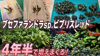 ブセファランドラ1株からはじめて2年で10倍に！ビブリスの成長記録