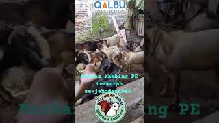 kambing Jawa pe termurah se-jabodetabek