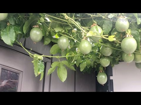 Video Angel San Diego Cali.cây Chanh dây trái nhiều to đẹp... - youtube