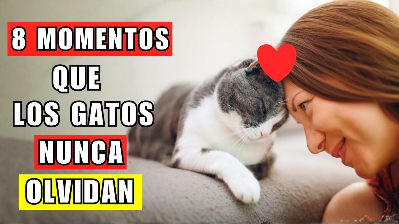 8 momentos que tu gato nunca olvidará