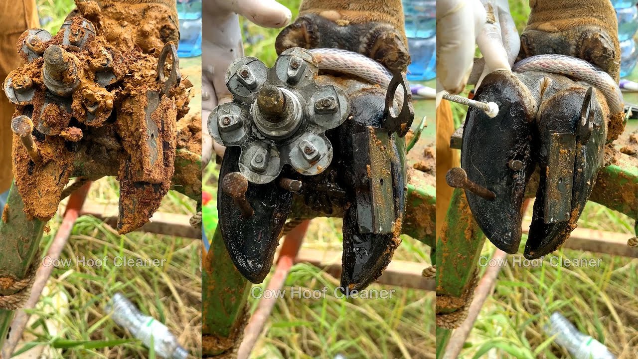 Cleaning soil and remove the screw from cow hoof 