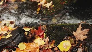 The Essence of Autumn