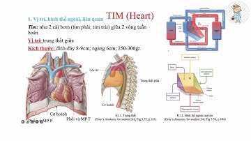 GI.Ả.I PH.Ẫ.U TIM TRUNG THẤT | ThS. BS. Phạm Duy Đức