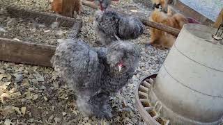 Silkie Boys 4 Mo