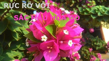 [RỰC RỞ VỚI SẮC MÀU CỦA HOA - THIÊN NHIÊN TƯƠI ĐẸP] saigon-mekonglife