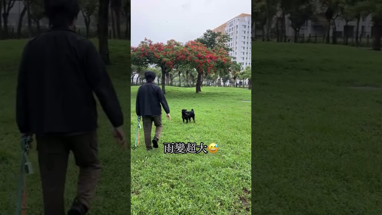 小狗的梅雨季be like⋯⋯ #台灣米克斯 縮圖