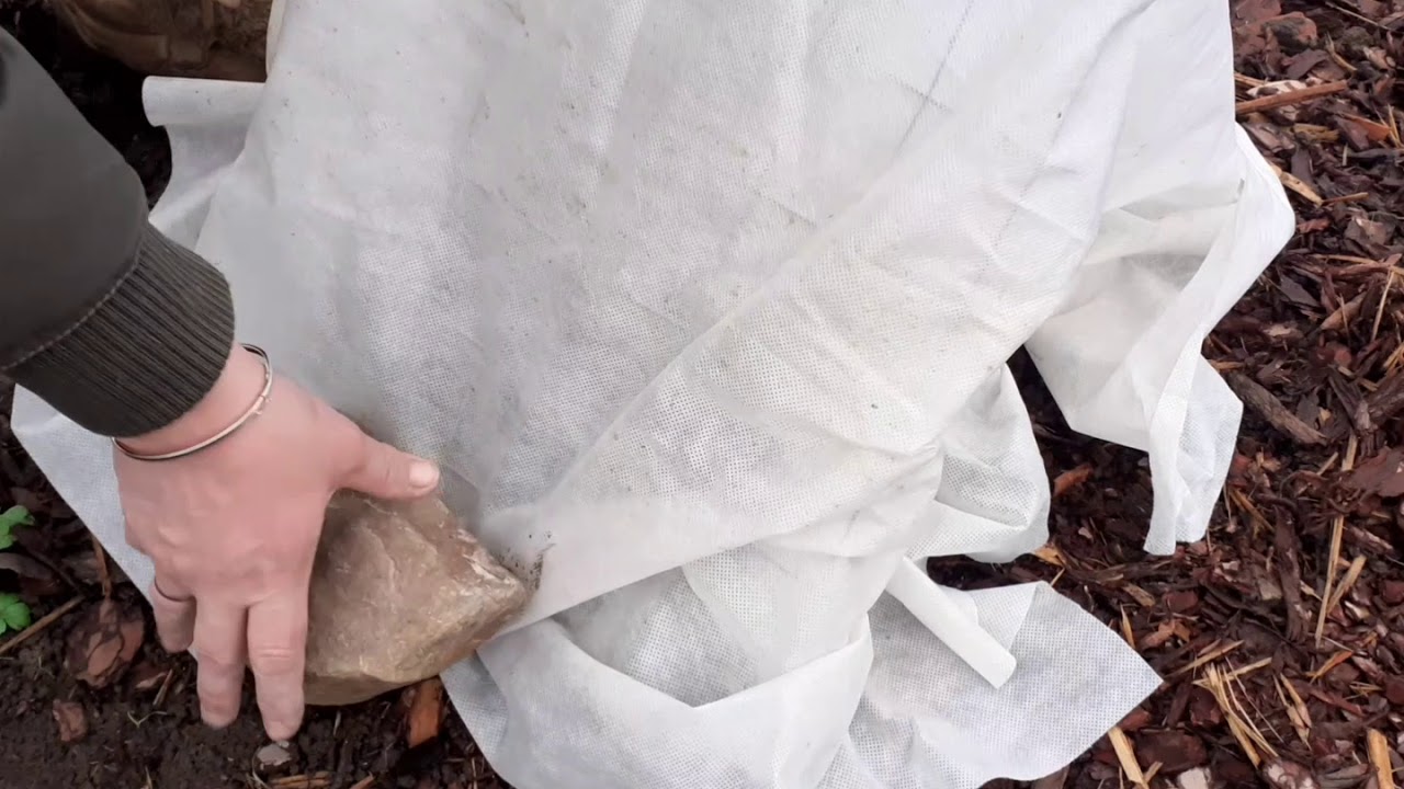 Укрытие роз🌹, туй и можжевельника 🌲 на зиму. - YouTube