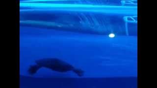 Spiny Softshell turtle swimming in the pool