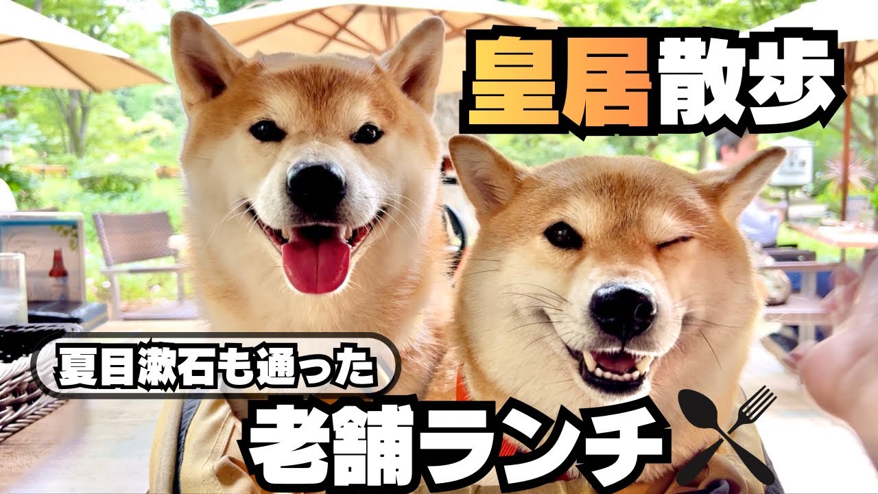 Dog-Friendly Walk] Imperial Palace Outer Garden → Lunch with my