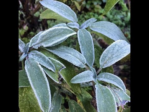 วีดีโอ: Hardy Zone 6 Herbs - การเลือกสมุนไพรสำหรับสวนโซน 6