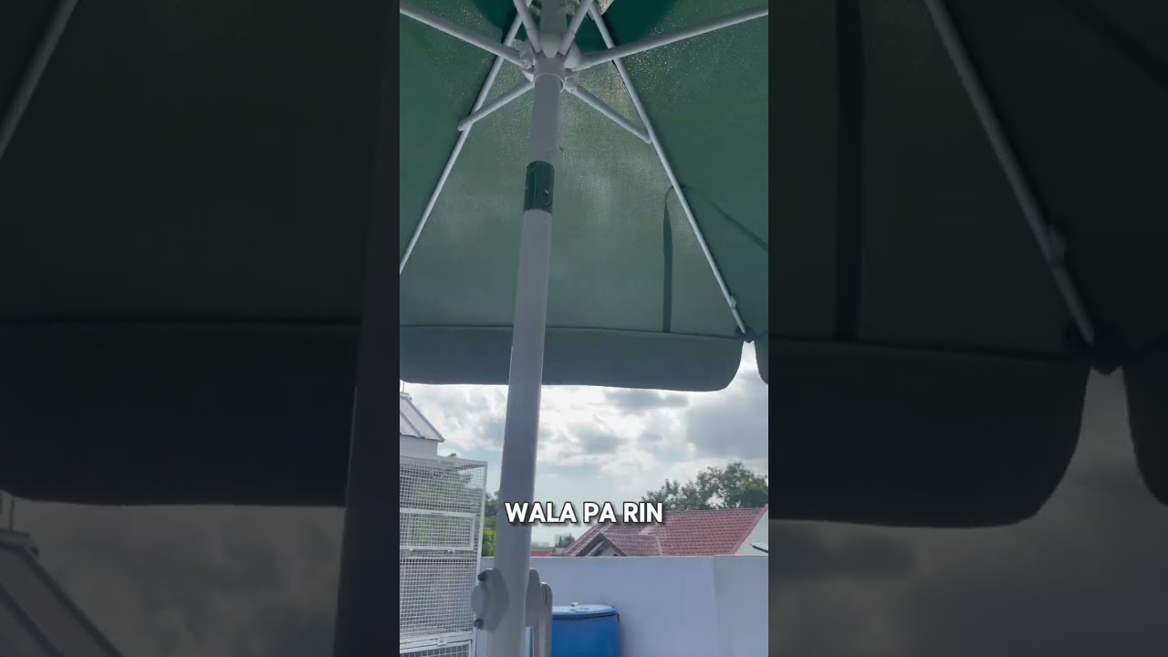 CALBAYOG RACE!! PFC AT NHPC!! MAKA PAG PAUWI KAYA? #kalipad #pigeon #lacsabrothersloft