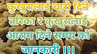 Feed managemet of poultry farming, How to give feed to chicks,Poultry training of 7th days of chicks